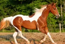animals horses 1920x1080 wallpaper Art HD Wallpaper